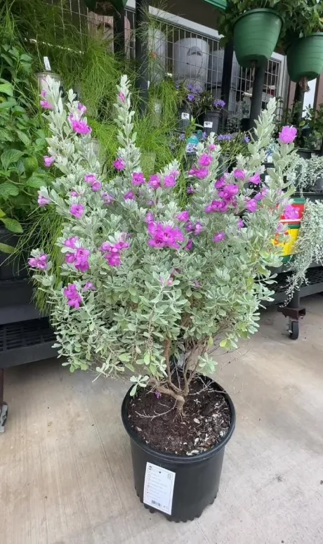 Planta "Cenizo" en maceta