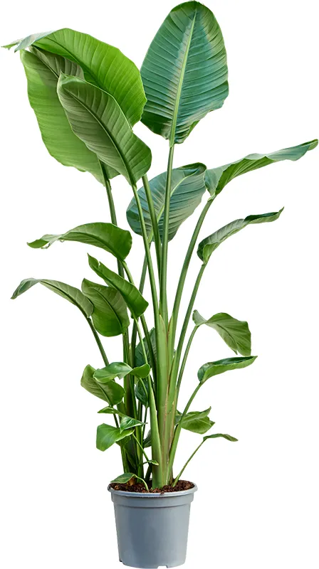 Möchten Sie Ihre Strelitzia Nicolai XL erwerben? - www.fleurdirect.com